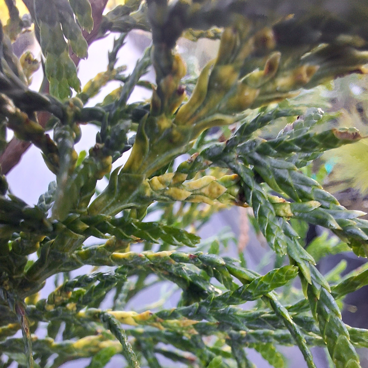 Thuja didžioji (Thuja Plicata) „Zebrina“