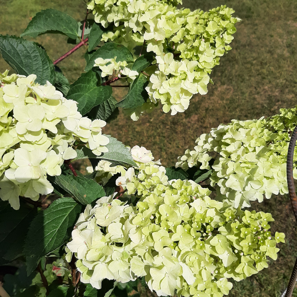 Hortenzija šluotelinė (Hydrangea Paniculata) „Fraise Melba“ - Image 5