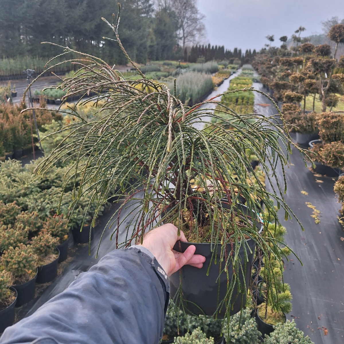 Thuja didžioji (Thuja Plicata) „Whipcord“
