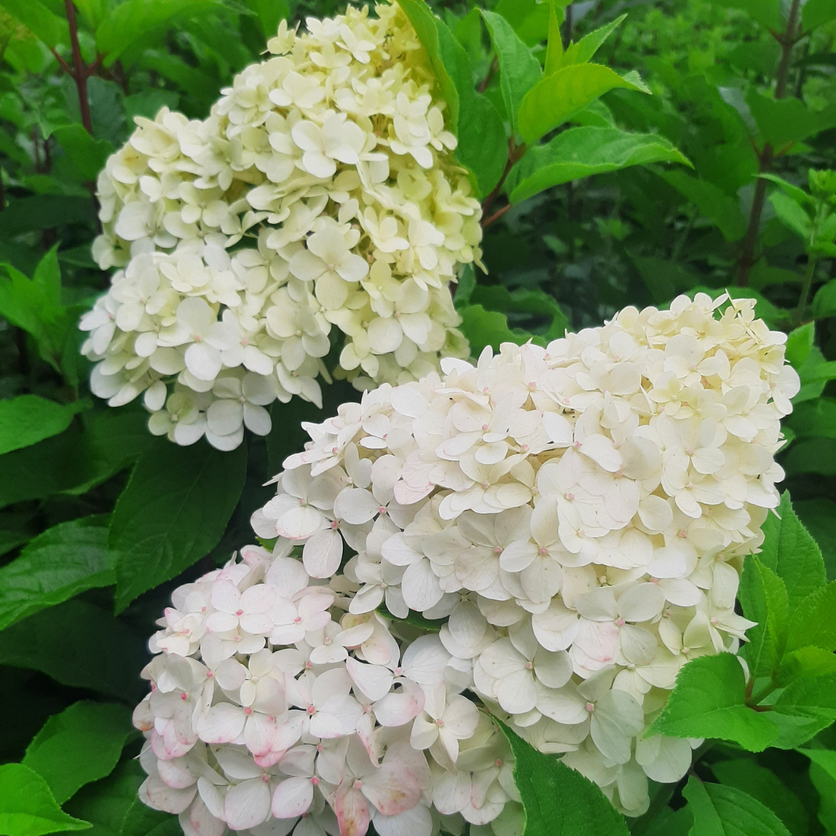 Hortenzija šluotelinė (Hydrangea Paniculata) „Living Pink and Rose“ - Image 4
