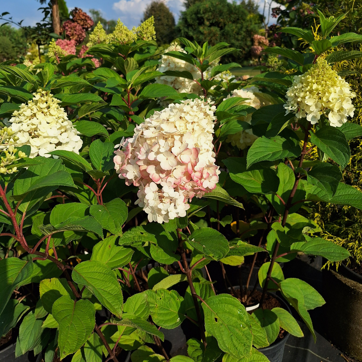 Hortenzija šluotelinė (Hydrangea Paniculata) „Living Red Velvet“ - Image 2