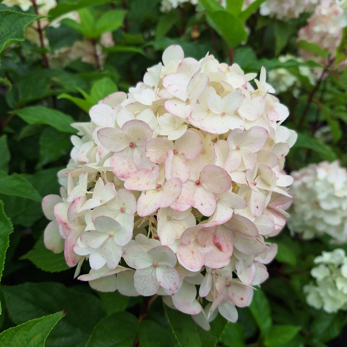Hortenzija šluotelinė (Hydrangea Paniculata) „Living Pink and Rose“ - Image 2