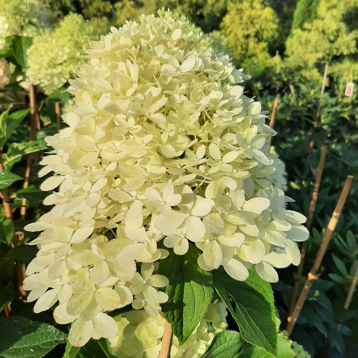 Hortenzija šluotelinė (Hydrangea Paniculata) „Living Royal Flower“ - Image 3