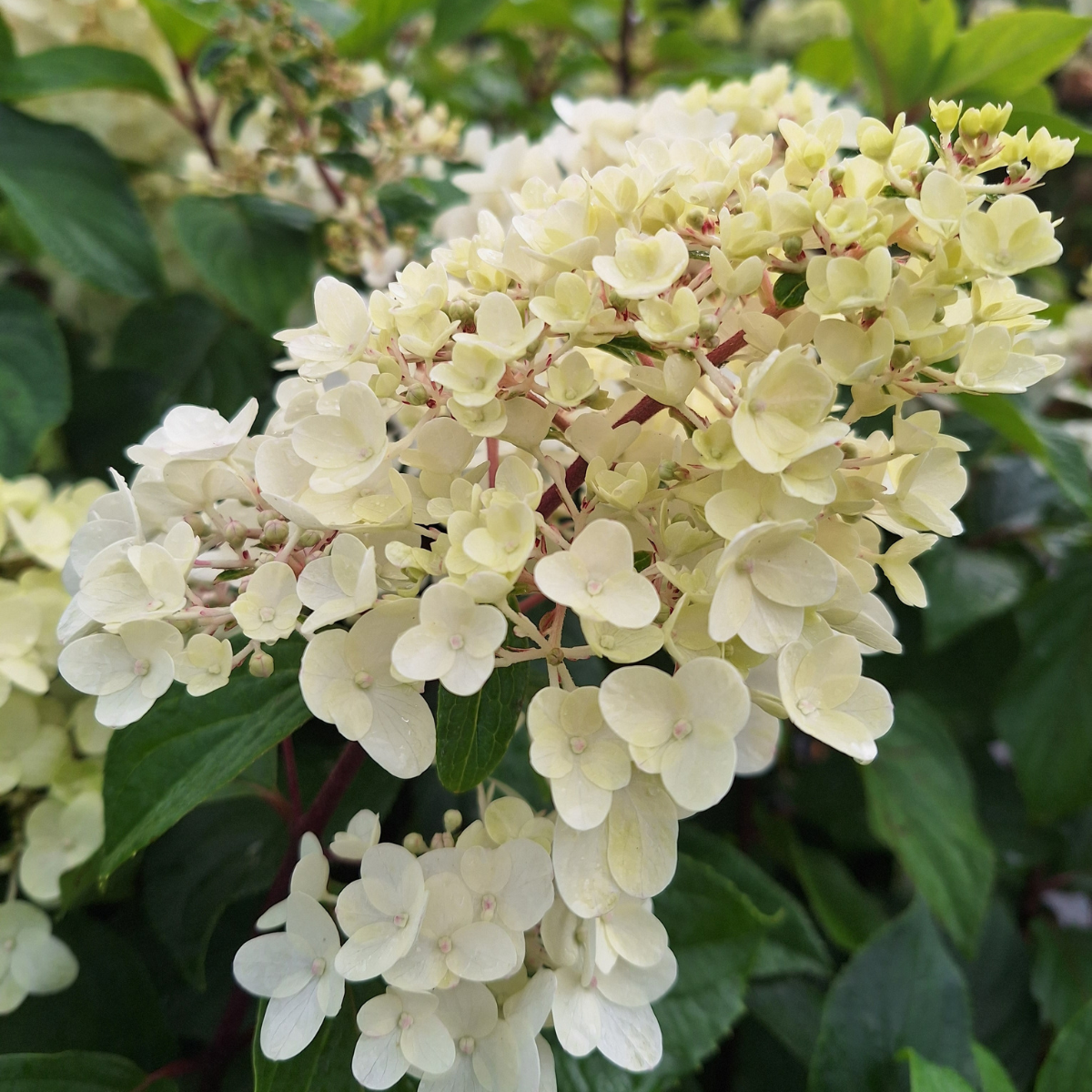 Hortenzija šluotelinė (Hydrangea Paniculata) „Living Strawberry Blossom“