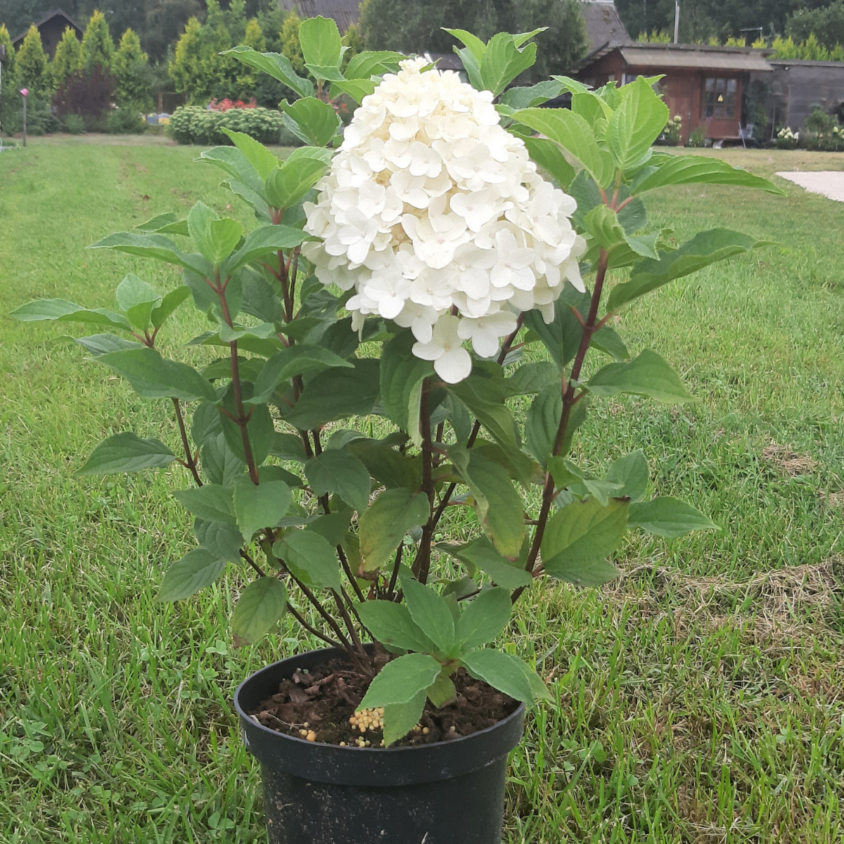Hortenzija šluotelinė (Hydrangea Paniculata) „Living Sugar Rush“ - Image 2
