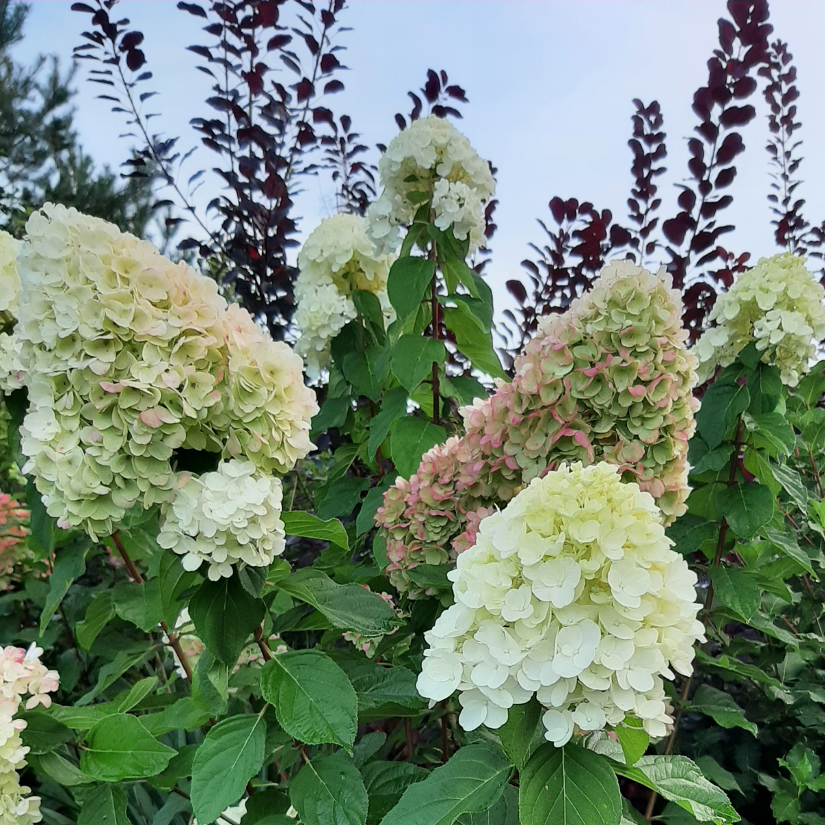 Hortenzija šluotelinė (Hydrangea Paniculata) „Living Summer Snow“