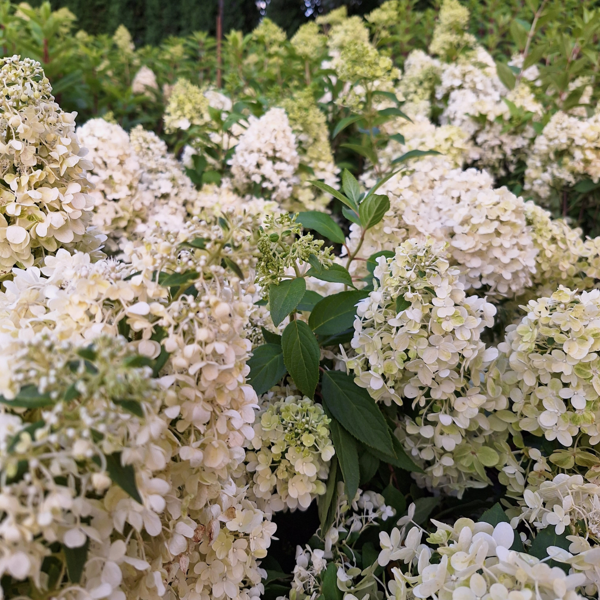 Hortenzija šluotelinė (Hydrangea Paniculata) „Magical Matterhorn“