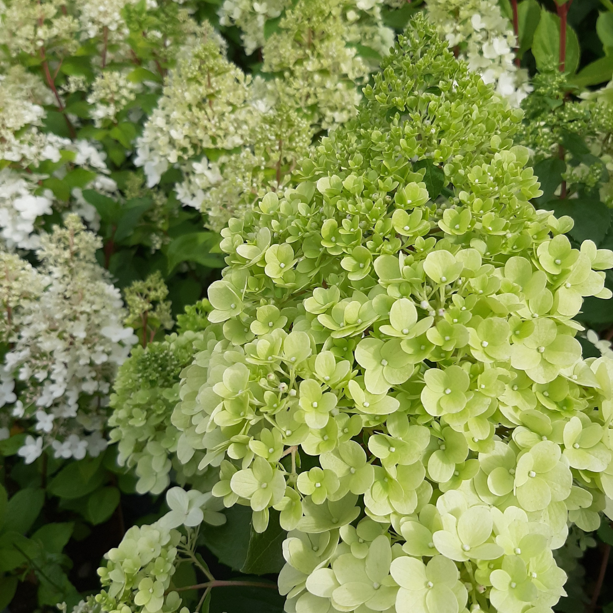 Hortenzija šluotelinė (Hydrangea Paniculata) „Magical Moonlight“ - Image 2