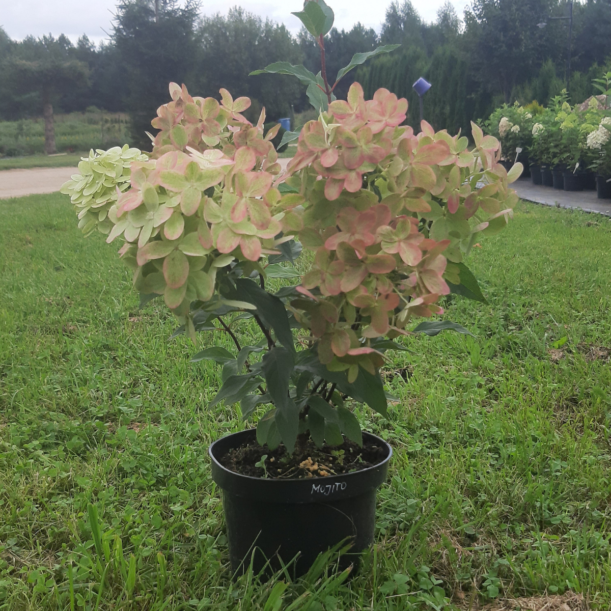 Hortenzija šluotelinė (Hydrangea Paniculata) „Mojito“ - Image 3
