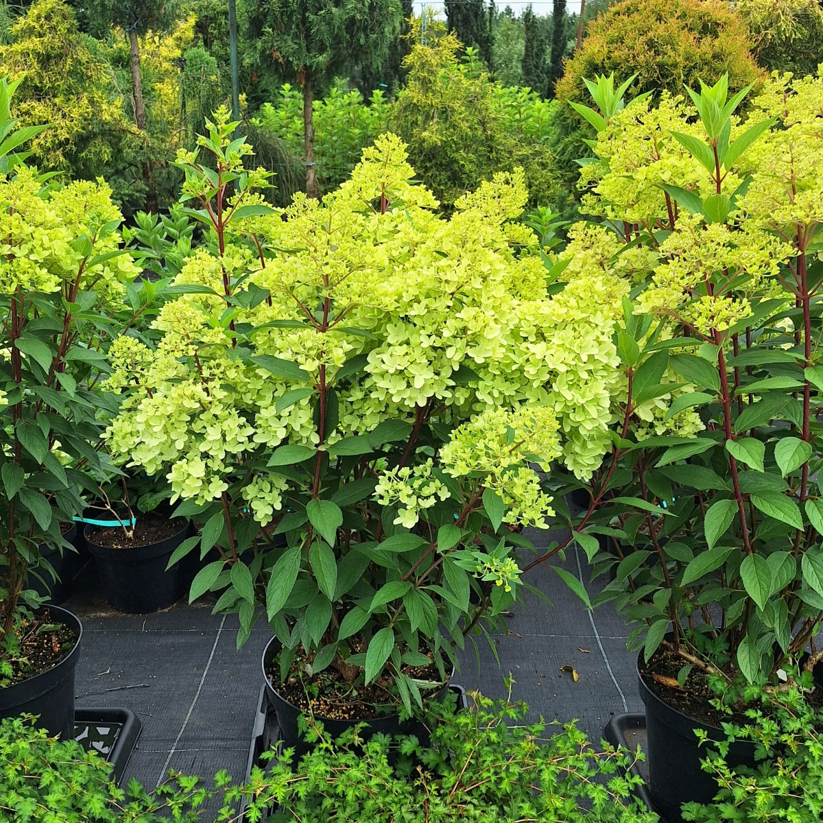 Hortenzija šluotelinė (Hydrangea Paniculata) „Petite Flori“ - Image 3