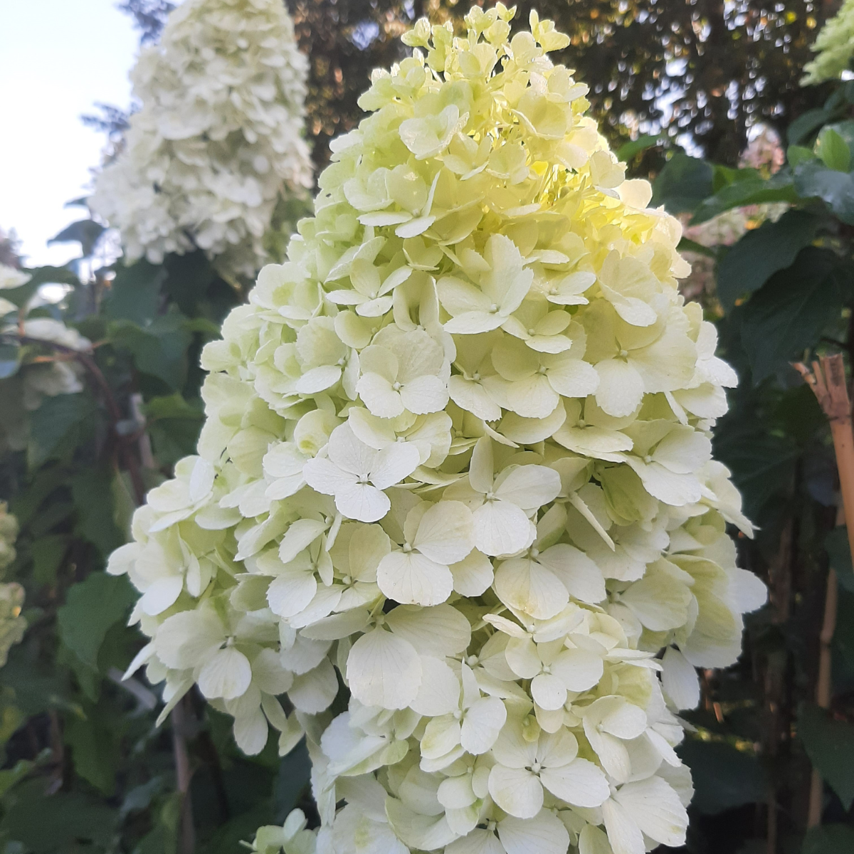 Hortenzija šluotelinė (Hydrangea Paniculata) „Polar Bear“ - Image 2