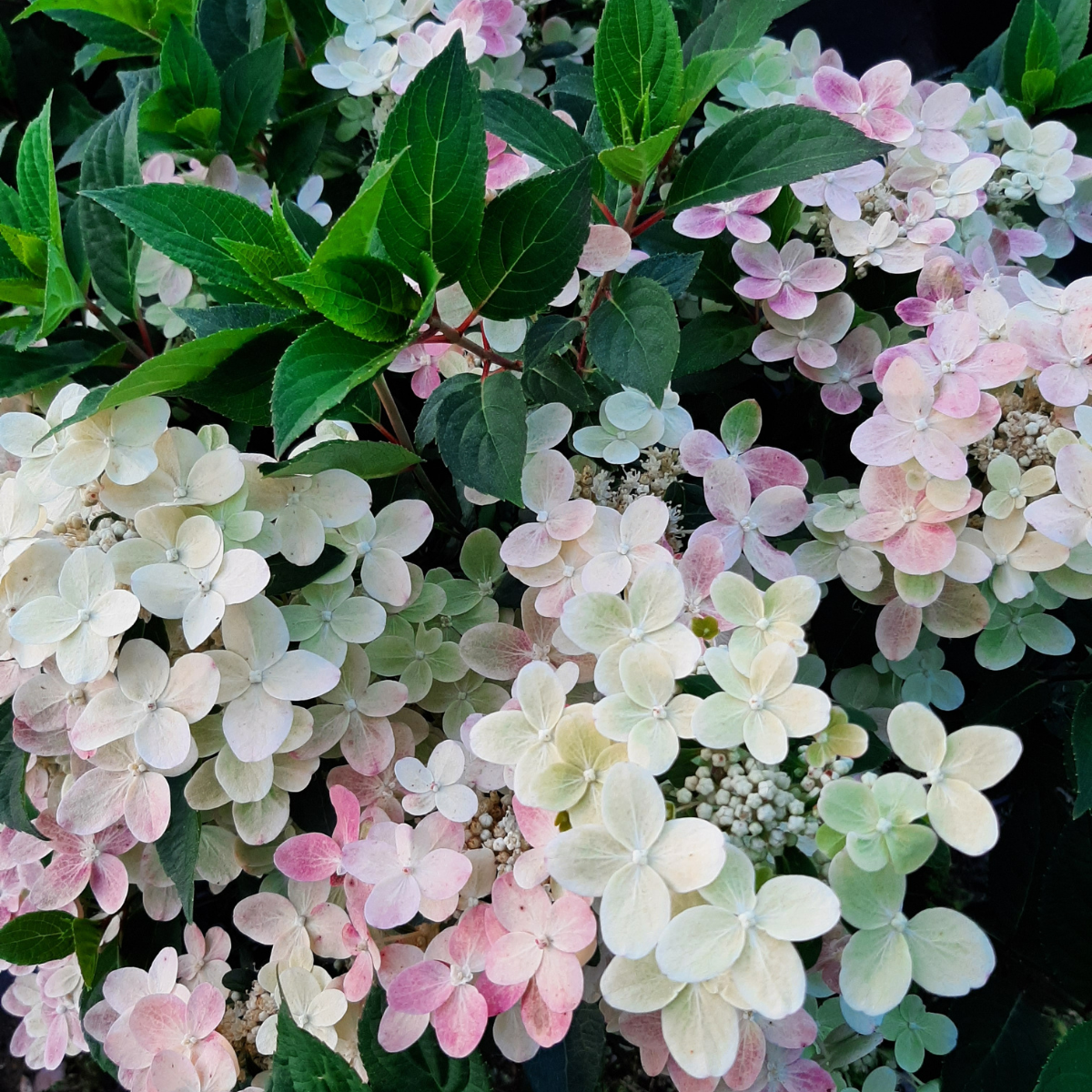 Hortenzija šluotelinė (Hydrangea Paniculata) „Polestar“ - Image 2