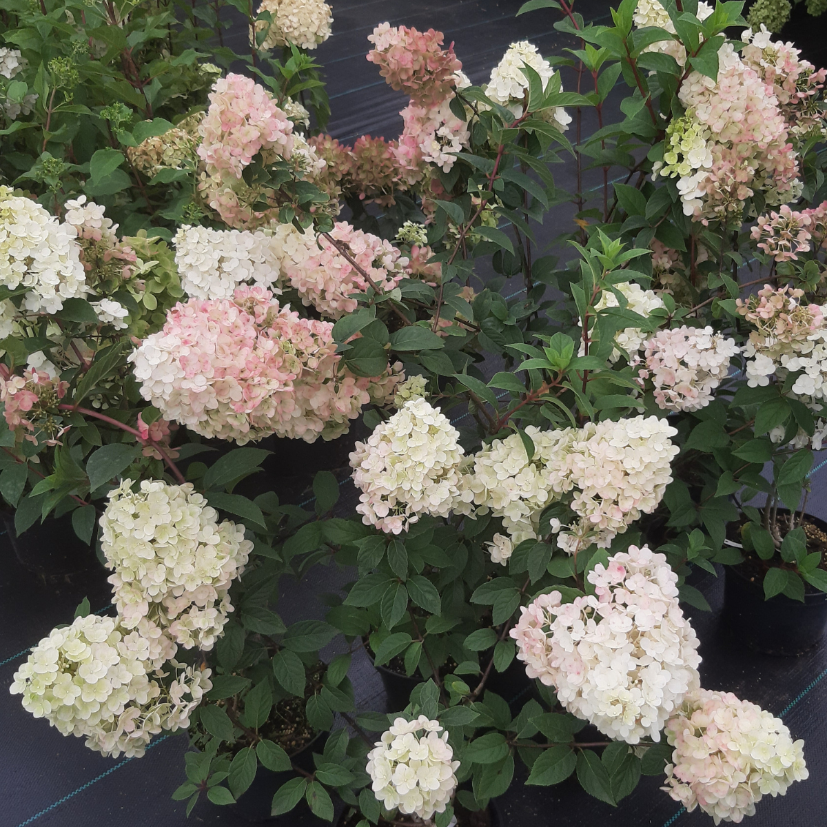 Hortenzija šluotelinė (Hydrangea Paniculata) „Sundae Fraise“ - Image 6