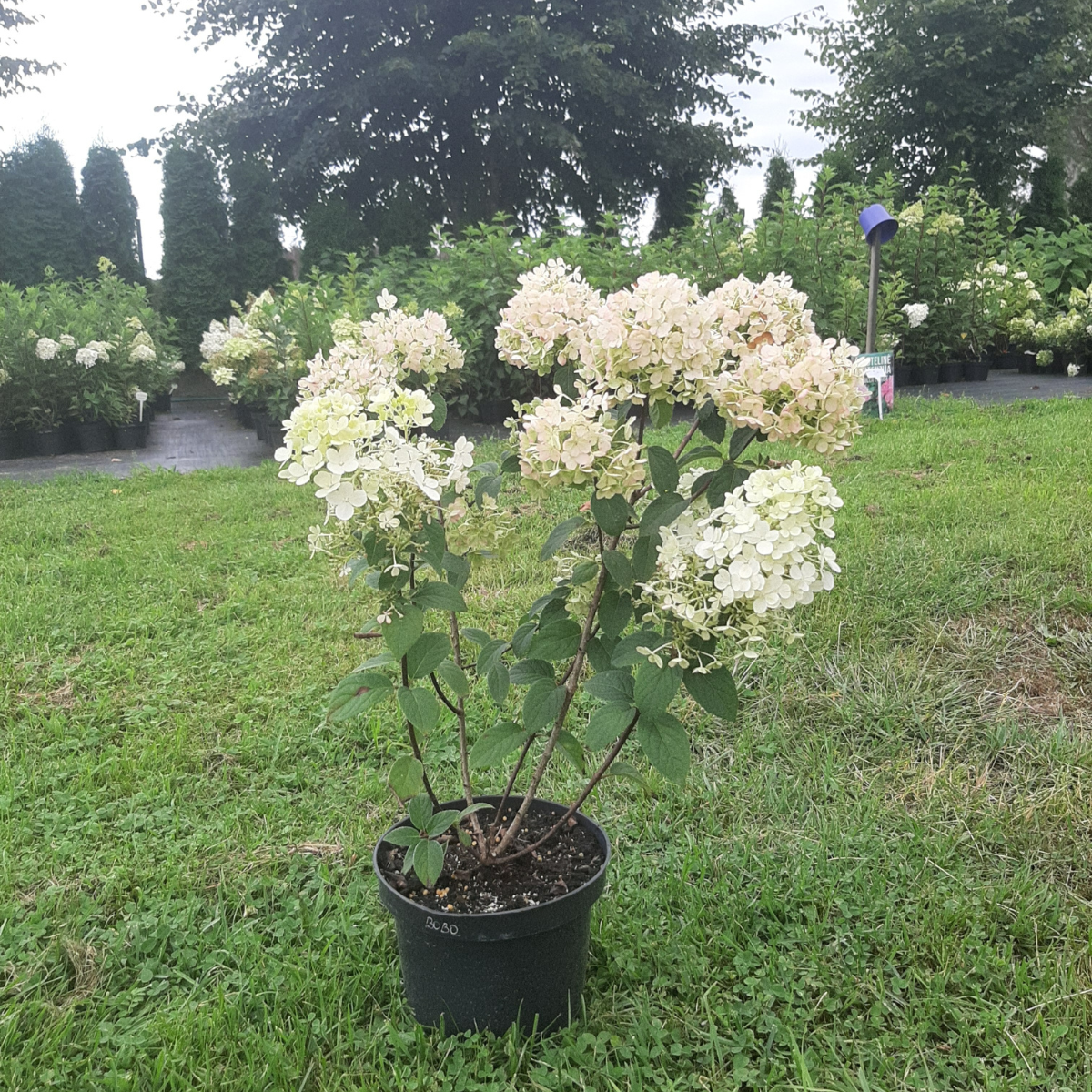 Hortenzija šluotelinė (Hydrangea Paniculata) „Bobo“ - Image 2