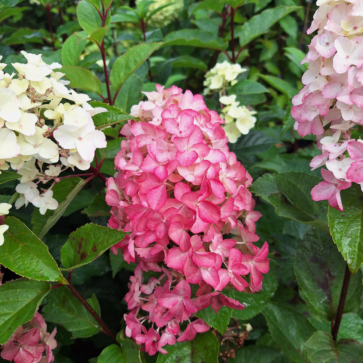 Hortenzija šluotelinė (Hydrangea Paniculata) „Fraise Melba“