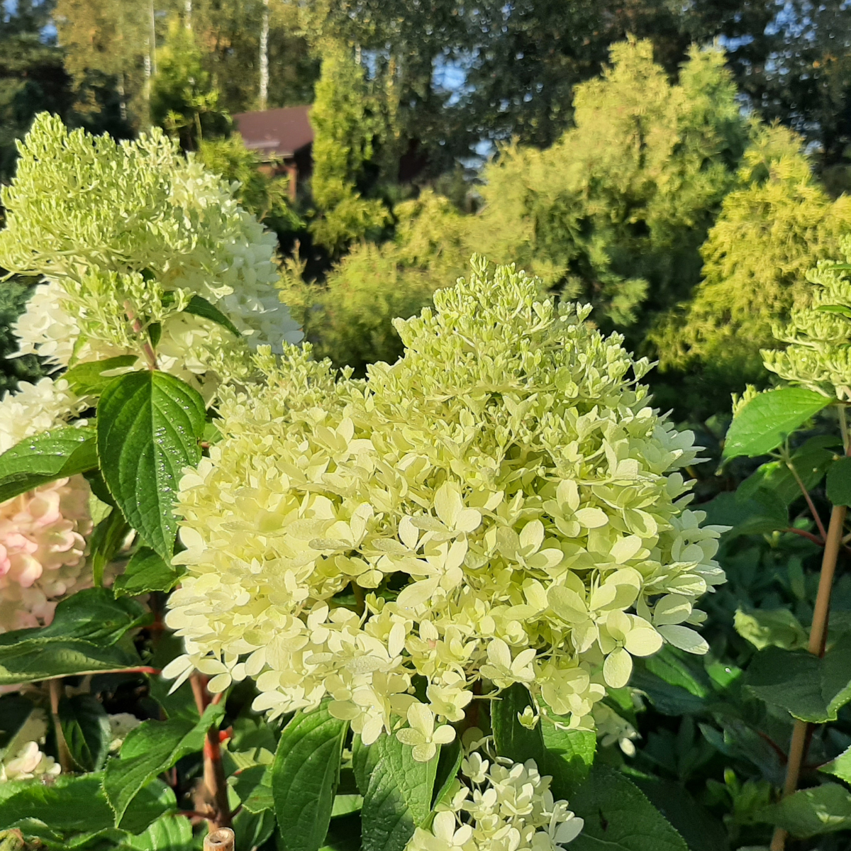 Hortenzija šluotelinė (Hydrangea Paniculata) „Living Royal Flower“