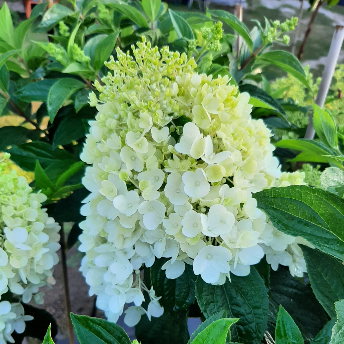 Hortenzija šluotelinė (Hydrangea Paniculata) „Living Strawberry Blossom“ - Image 3