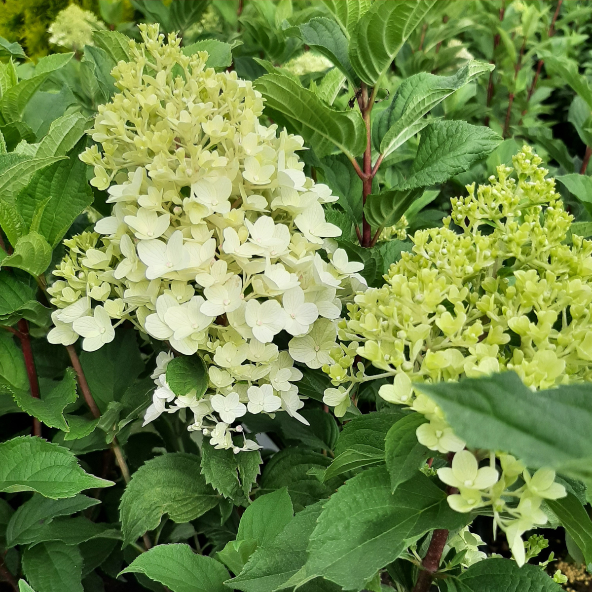 Hortenzija šluotelinė (Hydrangea Paniculata) „Living Sugar Rush“ - Image 3