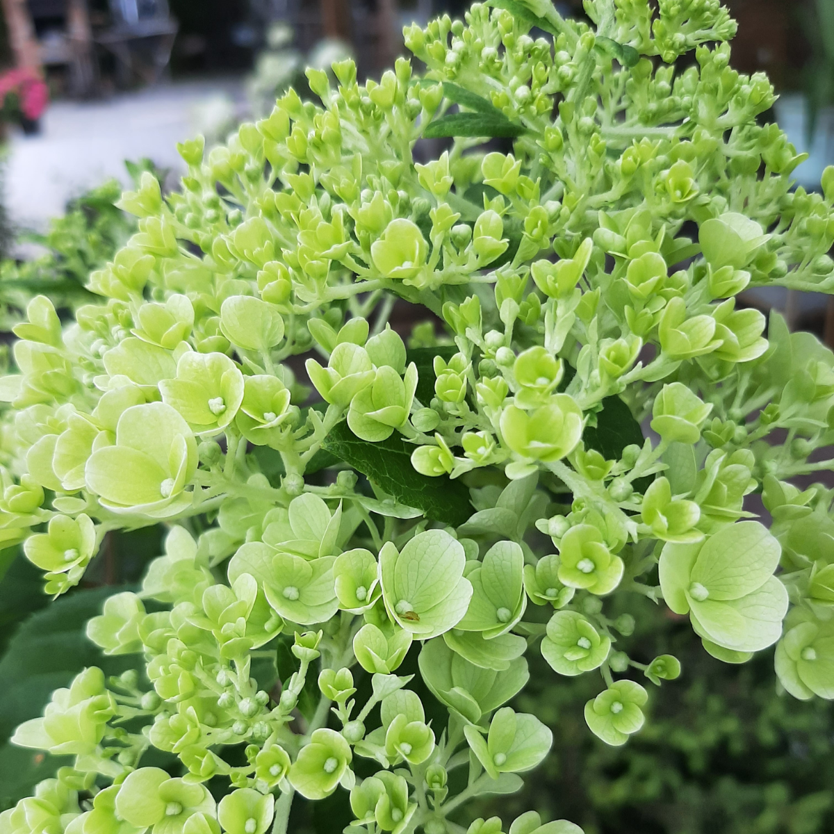 Hortenzija šluotelinė (Hydrangea Paniculata) „Living Summer Snow“ - Image 3