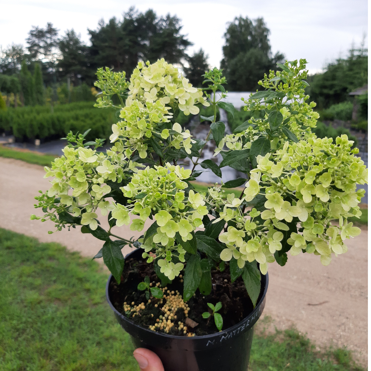 Hortenzija šluotelinė (Hydrangea Paniculata) „Magical Matterhorn“ - Image 3