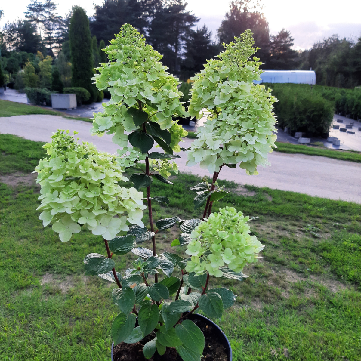 Hortenzija šluotelinė (Hydrangea Paniculata) „Magical Moonlight“ - Image 3