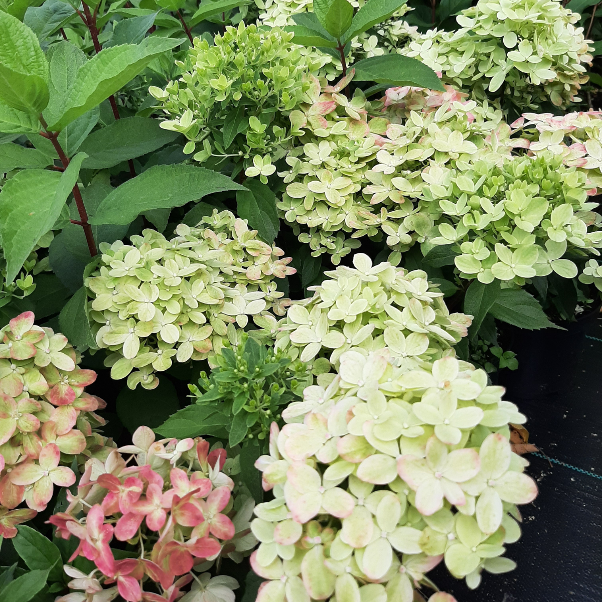 Hortenzija šluotelinė (Hydrangea Paniculata) „Mojito“ - Image 5