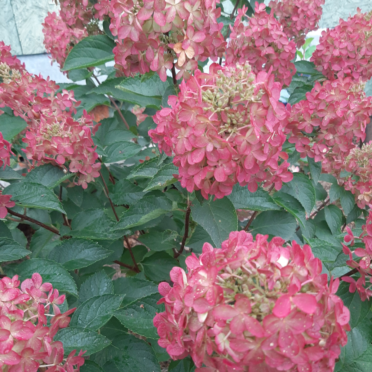 Hortenzija šluotelinė (Hydrangea Paniculata) „Fraise Melba“ - Image 2