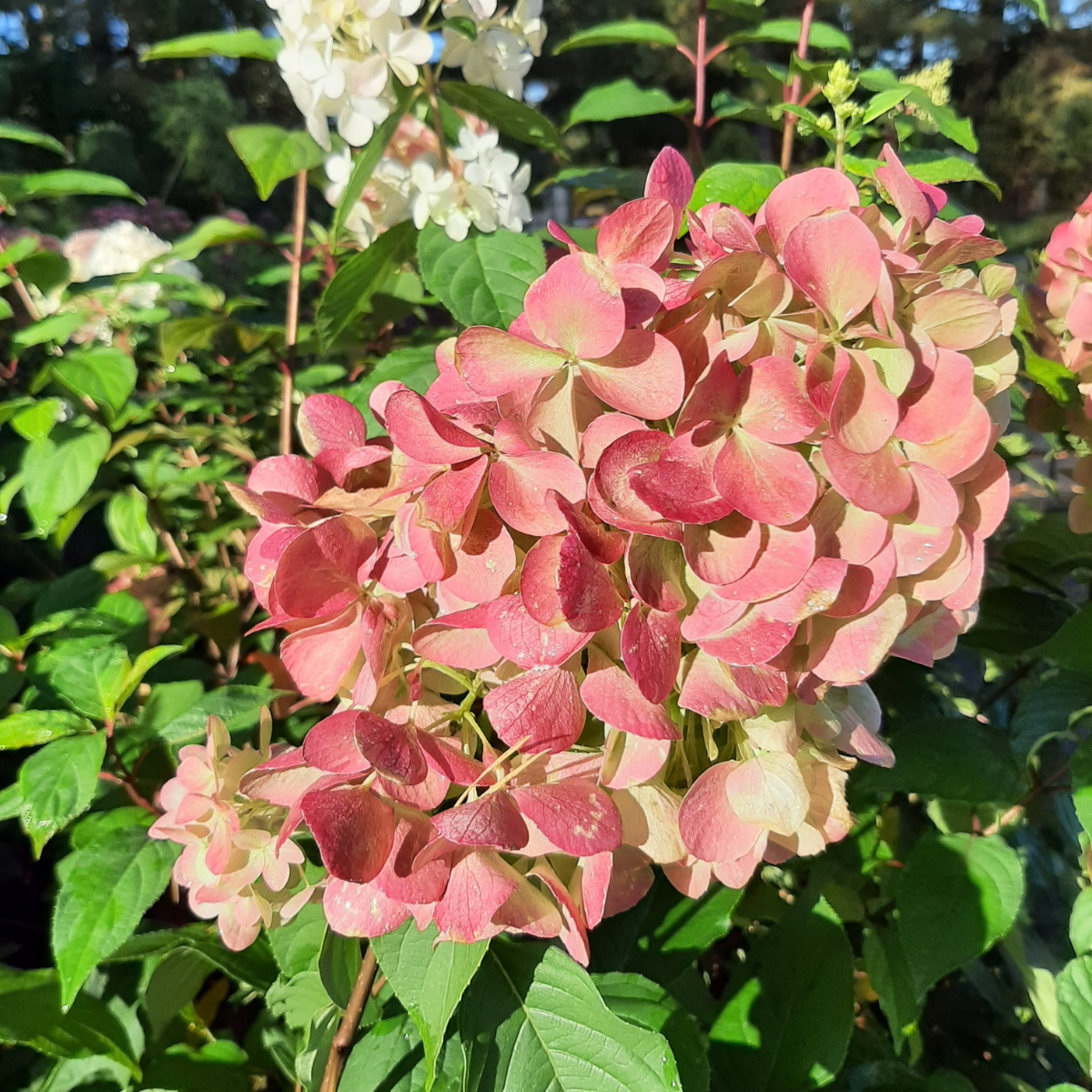 Hortenzija šluotelinė (Hydrangea Paniculata) „Living Pink and Rose“ - Image 3