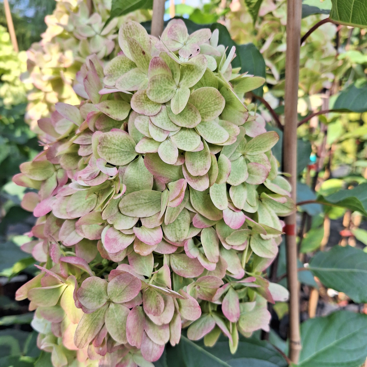 Hortenzija šluotelinė (Hydrangea Paniculata) „Mojito“