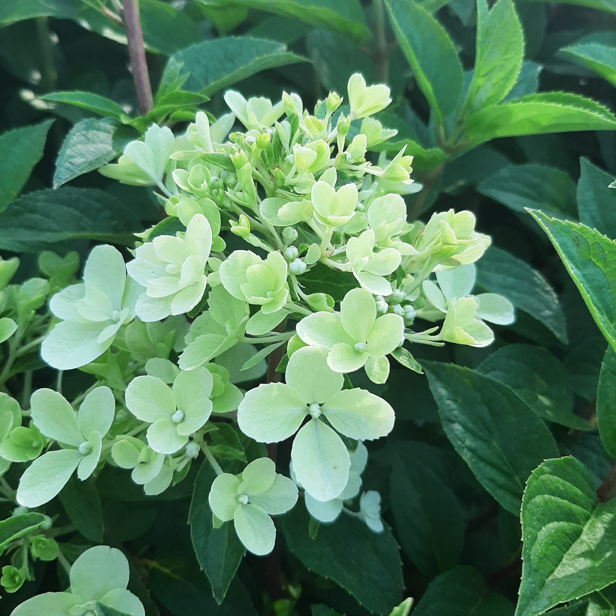 Hortenzija šluotelinė (Hydrangea Paniculata) „Petite Star“ - Image 2