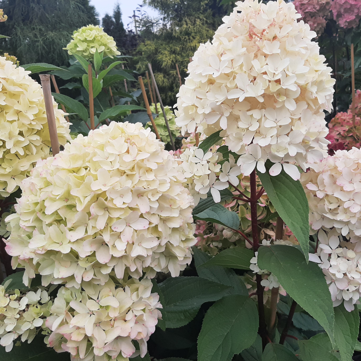 Hortenzija šluotelinė (Hydrangea Paniculata) „Petite Flori“ - Image 4