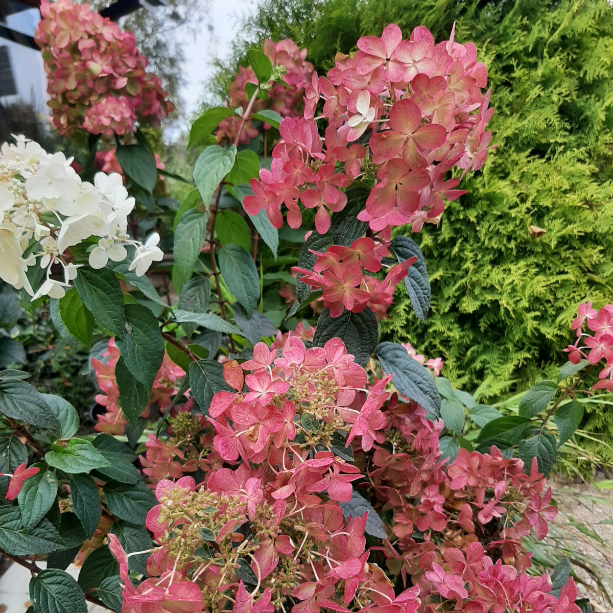 Hortenzija šluotelinė (Hydrangea Paniculata) „Petite Star“ - Image 3