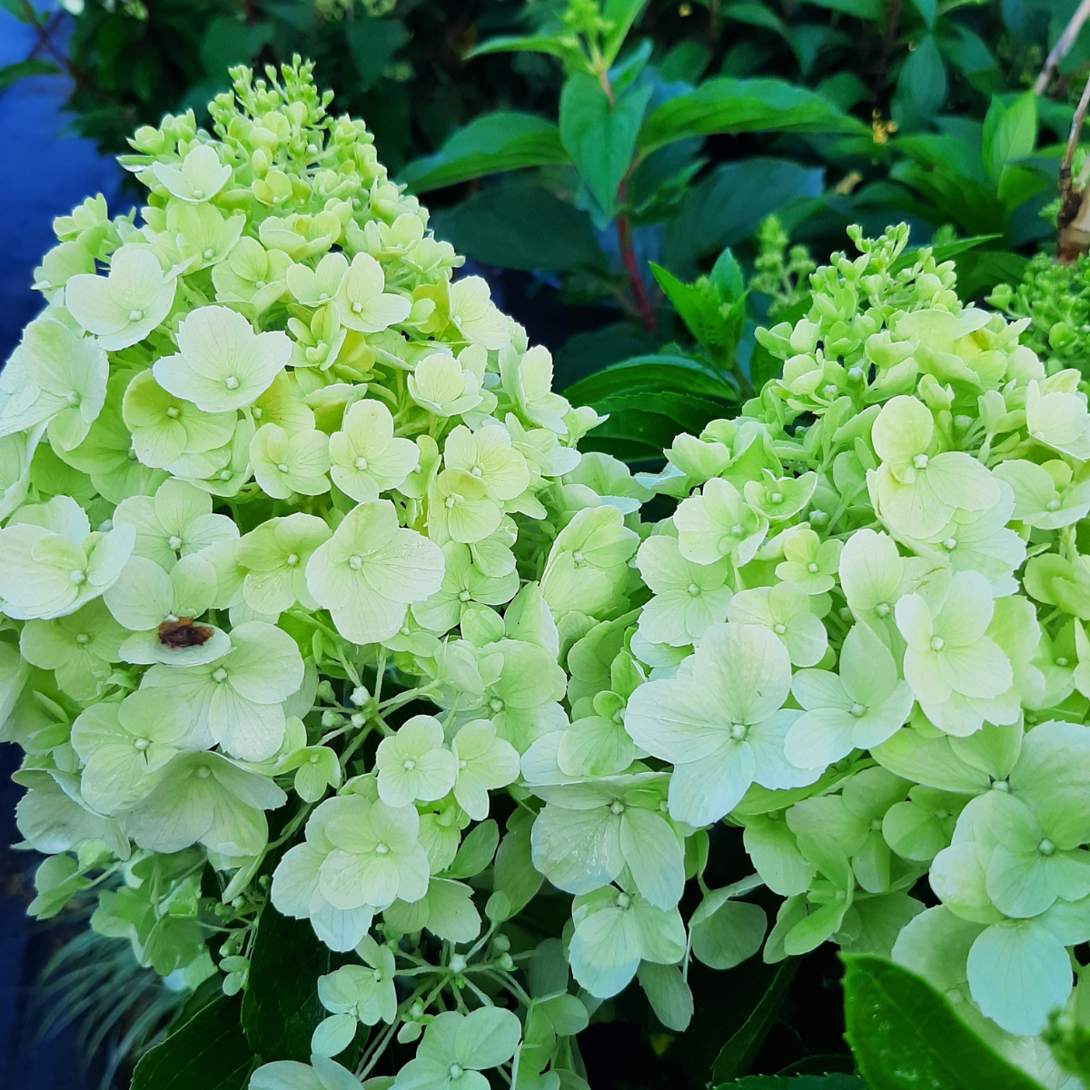 Hortenzija šluotelinė (Hydrangea Paniculata) „Polar Bear“ - Image 3