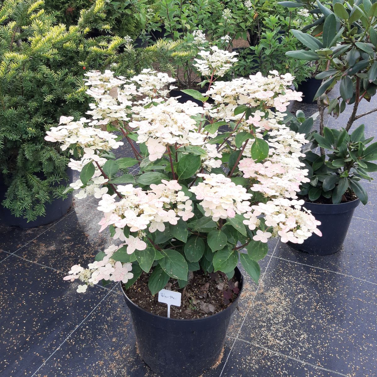 Hortenzija šluotelinė (Hydrangea Paniculata) „Polestar“ - Image 4