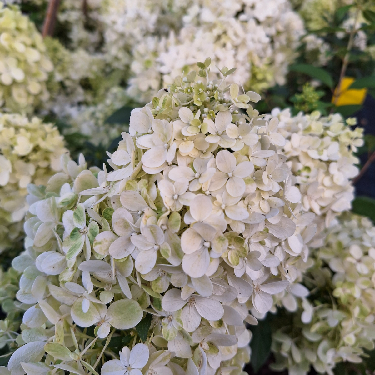 Hortenzija šluotelinė (Hydrangea Paniculata) „Sundae Fraise“ - Image 4