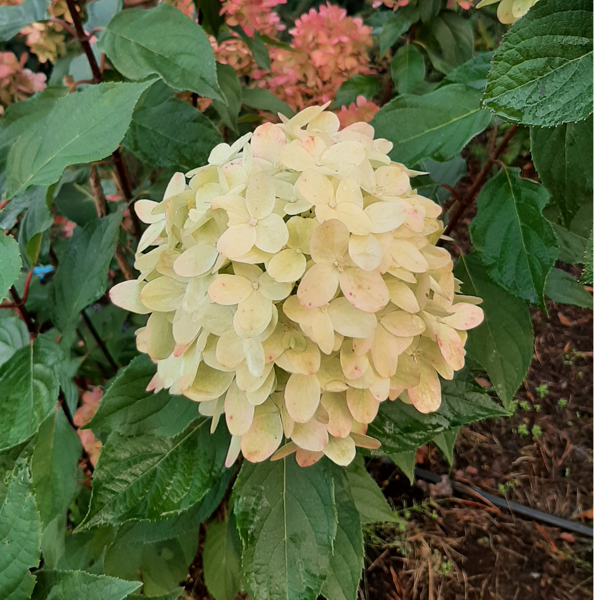 Hortenzija šluotelinė (Hydrangea Paniculata) „Mojito“ - Image 4