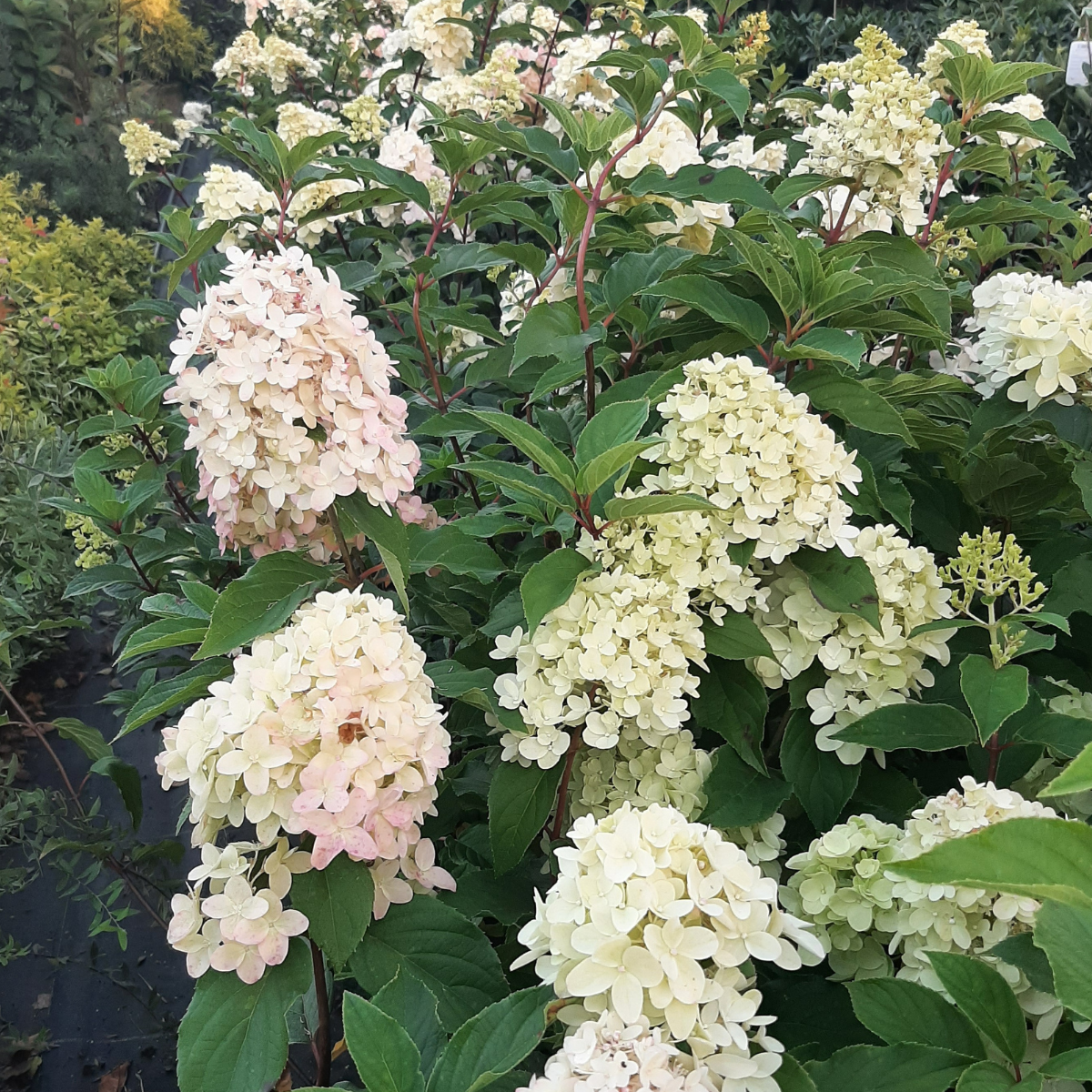 Hortenzija šluotelinė (Hydrangea Paniculata) „Sundae Fraise“ - Image 2