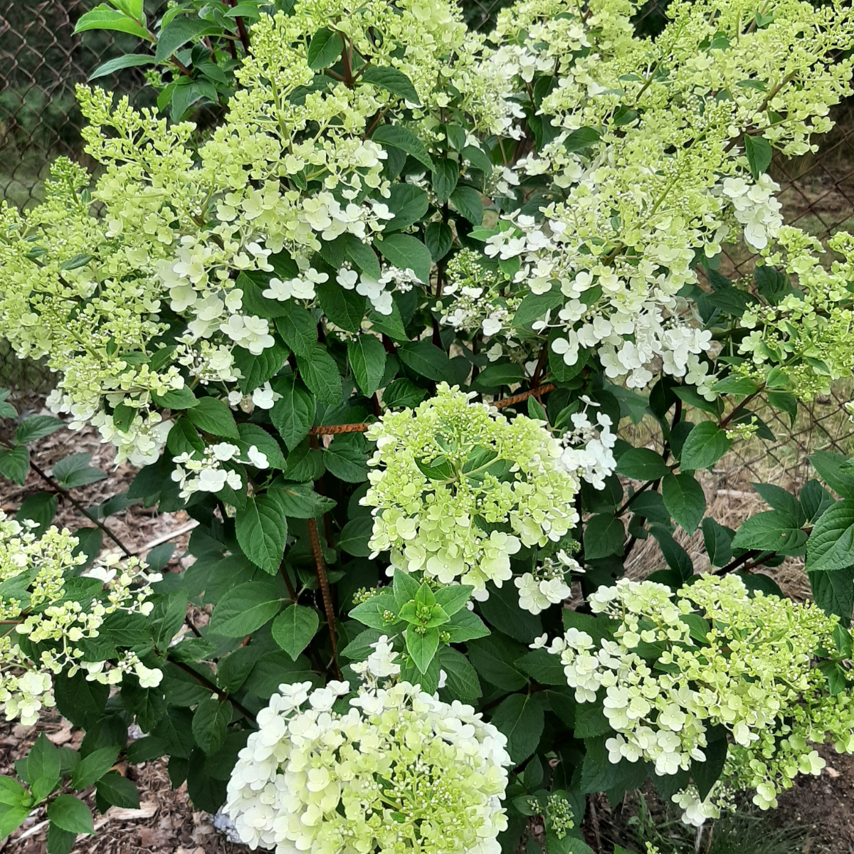 Hortenzija šluotelinė (Hydrangea Paniculata) „Sundae Fraise“ - Image 3