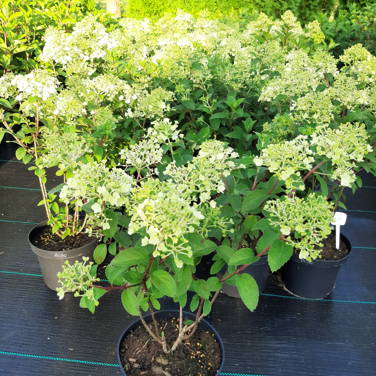 Hortenzija šluotelinė (Hydrangea Paniculata) „Bobo“ - Image 3