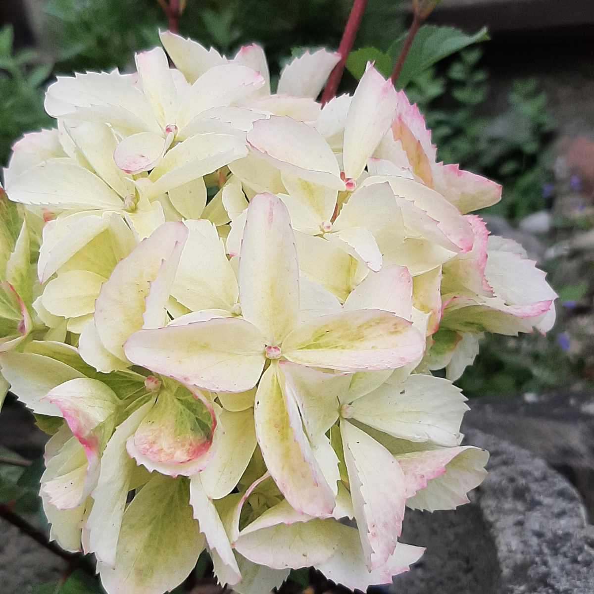 Hortenzija šluotelinė (Hydrangea Paniculata) „Fraise Melba“ - Image 3
