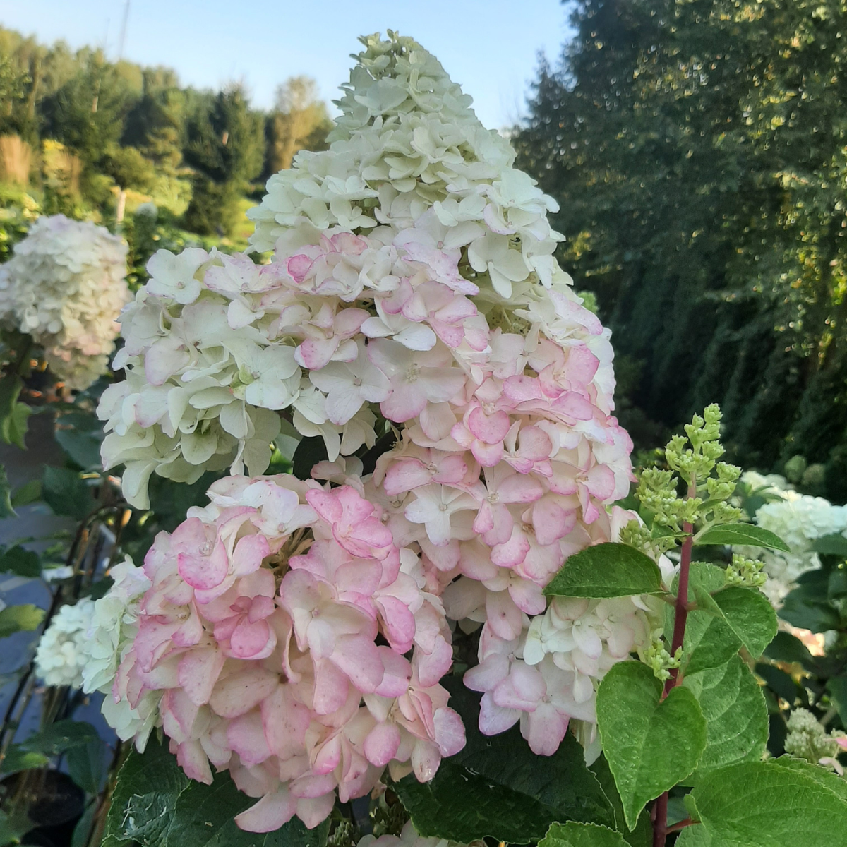 Hortenzija šluotelinė (Hydrangea Paniculata) „Fraise Melba“ - Image 4